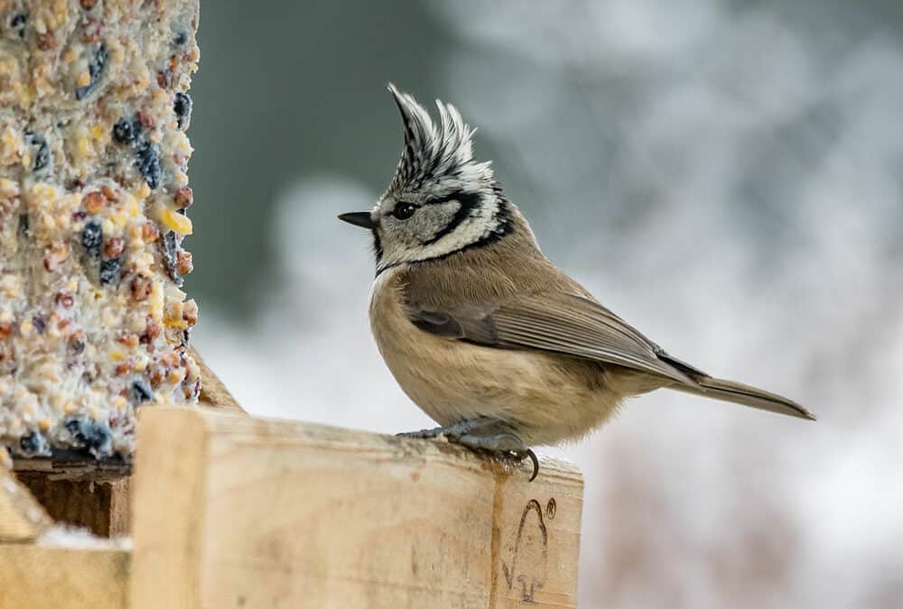 Vögel füttern – So geht’s richtig: Tipps und Wissenswertes